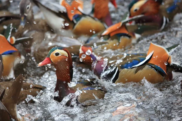 Mandarin Duck Aix Galericulata Japan — Stock Photo, Image