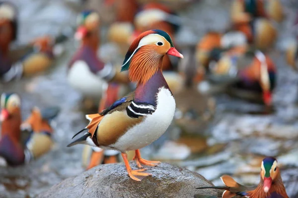 Mandarin Duck Aix Galericulata Japan — Stock Photo, Image