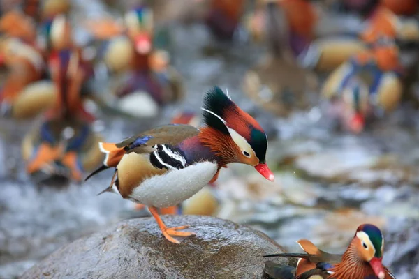 Mandarin Duck Aix Galericulata Japan — Stock Photo, Image