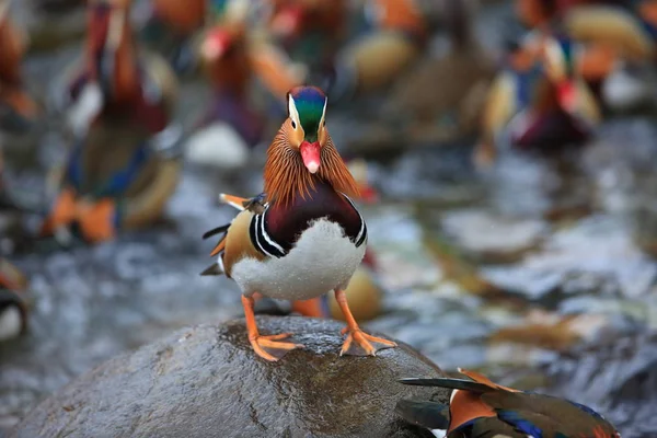 Mandarin Duck Aix Galericulata Japan — Stock Photo, Image