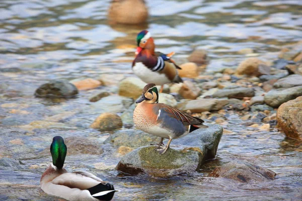 Baikal Teal Anas Formosa Japan — Stock Photo, Image