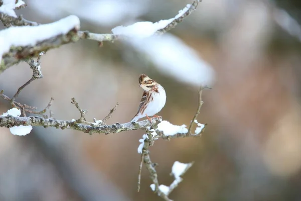 Rustic Bunting Emberiza Rustica Japan — Stock Photo, Image