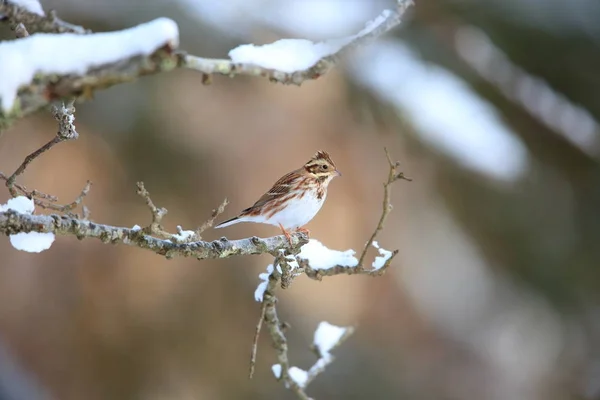 Bunting Rústico Emberiza Rustica Japón — Foto de Stock