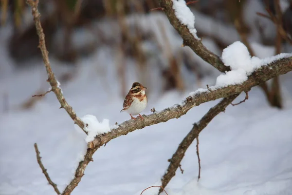 Rustic Bunting Emberiza Rustica Japan — Stock Photo, Image