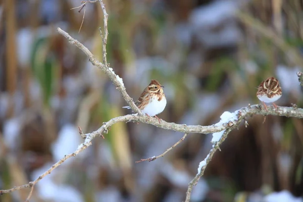 Rustic Bunting Emberiza Rustica Japan — Stock Photo, Image