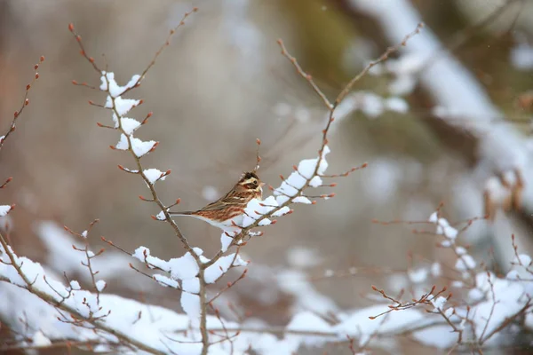 Rustic Bunting Emberiza Rustica Japan — Stock Photo, Image