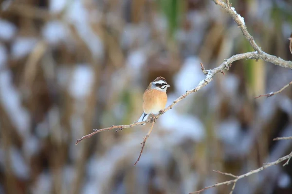 일본에서 초원만 Emberiza Cioides — 스톡 사진