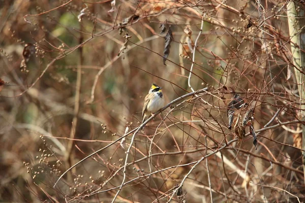 Yellow Throated Gors Emberiza Elegans Japan — Stockfoto