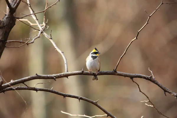 Bunting Garganta Amarela Emberiza Elegans Japão — Fotografia de Stock