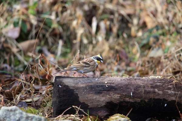 Sarı Gerdanlı Kiraz Kuşu Emberiza Elegans Japonya — Stok fotoğraf