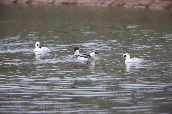 Smew Mergus Albellus Στην Ιαπωνία — Φωτογραφία Αρχείου