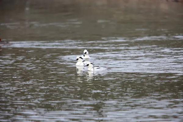 Smew Mergus Albellus Japan — Stockfoto