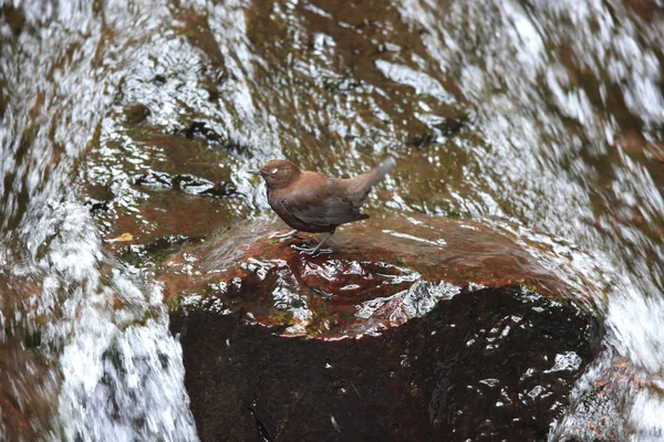 Contagocce Marrone Cinclus Pallasii Giappone — Foto Stock