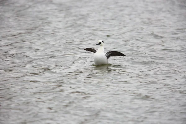 Smew Mergus Albellus Japon — Photo