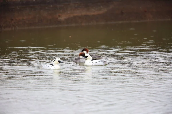 Smew Mergus Albellus Japón —  Fotos de Stock