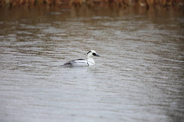 Smew Mergus Albellus Japan — Stockfoto