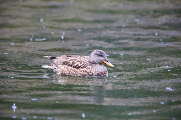 Gadwall Anas Strepera Japan — Stock Photo, Image