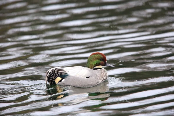 Falcated Duck Anas Falcata Στην Ιαπωνία — Φωτογραφία Αρχείου