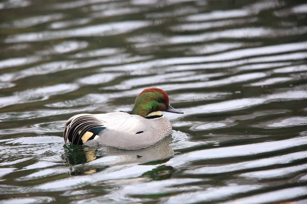 Falcated Duck Anas Falcata Στην Ιαπωνία — Φωτογραφία Αρχείου