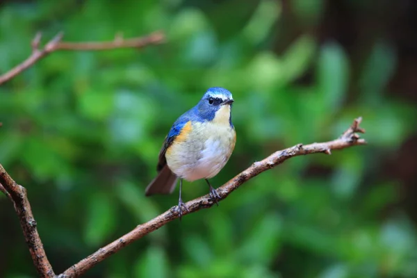 Kırmızı Çevrili Bluetail Japonya Turuncu Çevrili Bush Robin Tarsiger Cyanurus — Stok fotoğraf