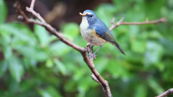 Blåbandad Bluetail Eller Orange Flankerad Bush Robin Tarsiger Cyanurus Japan — Stockvideo