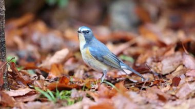 Kırmızı çevrili bluetail ya da Japonya'da turuncu çevrili bush robin (Tarsiger cyanurus)