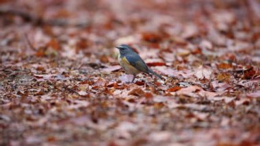 Kırmızı çevrili bluetail ya da Japonya'da turuncu çevrili bush robin (Tarsiger cyanurus)