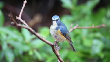 Kırmızı çevrili bluetail ya da Japonya'da turuncu çevrili bush robin (Tarsiger cyanurus)