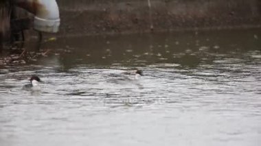 Smew (Mergus albellus) Japonya'da
