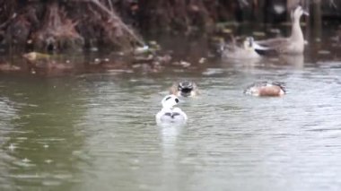 Smew (Mergus albellus) Japonya'da