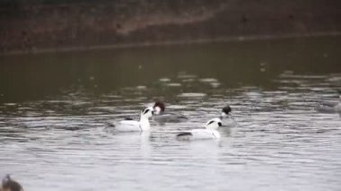 Smew (Mergus albellus) Japonya'da