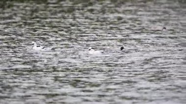 Smew (Mergus albellus) Japonya'da