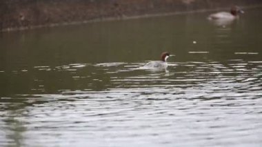 Smew (Mergus albellus) Japonya'da