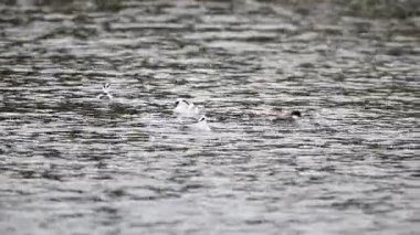 Smew (Mergus albellus) Japonya'da