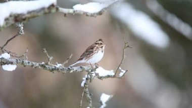 Rustik kiraz kuşu (Emberiza rustica) Japonya'da