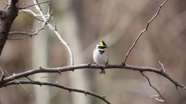 Sarı gerdanlı kiraz kuşu (Emberiza elegans) Japonya'da