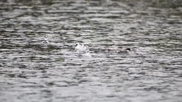 Smew Mergus Albellus Japón — Vídeos de Stock