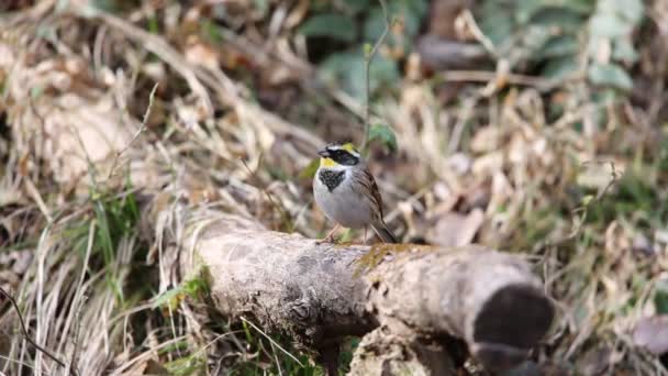 Žlutá Throated Strnad Emberiza Elegans Japonsku — Stock video