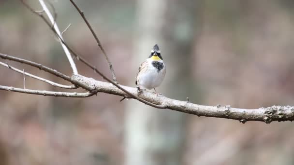 Bunting Garganta Amarilla Emberiza Elegans Japón — Vídeos de Stock