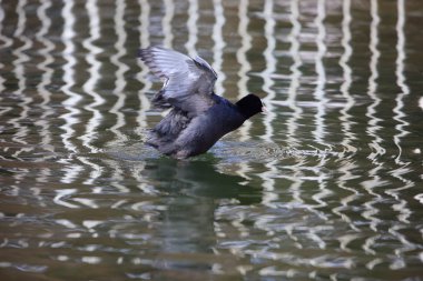 Avrasya sakarmeke veya ortak Sakarmeke (Fulica atra) Japonya'da