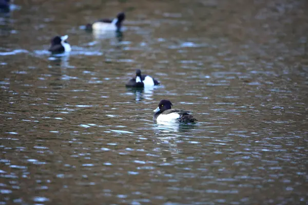 Tufted Duck Aythya Fuligula Japan — Stock Photo, Image