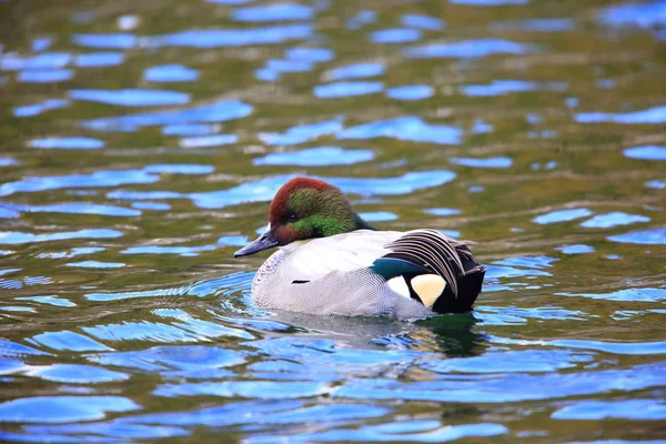 Falcated Duck Anas Falcata Στην Ιαπωνία — Φωτογραφία Αρχείου