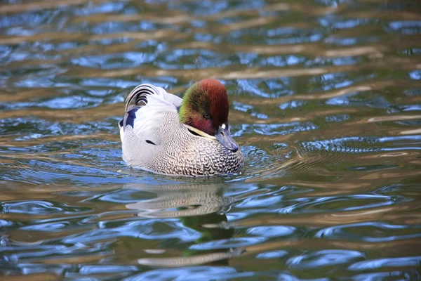 Falcated Duck Anas Falcata Στην Ιαπωνία — Φωτογραφία Αρχείου