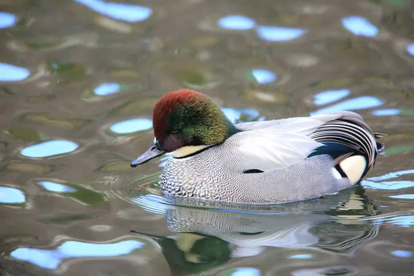 Falcated Duck Anas Falcata Στην Ιαπωνία — Φωτογραφία Αρχείου