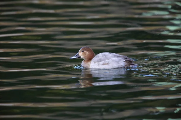 Common Pochard Aythya Ferina Japan — Stock Photo, Image