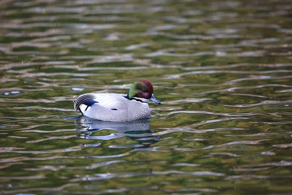 Falcated Duck Anas Falcata Στην Ιαπωνία — Φωτογραφία Αρχείου