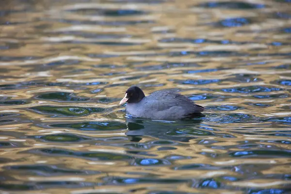 Eurasian Coot Common Coot Fulica Atra Japan — Stock Photo, Image