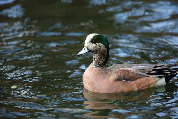 Amerikanischer Wigeon Anas Americana Männlich Japan — Stockfoto