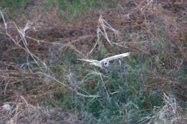 Kır baykuşu (ASIO flammeus) Japonya'da