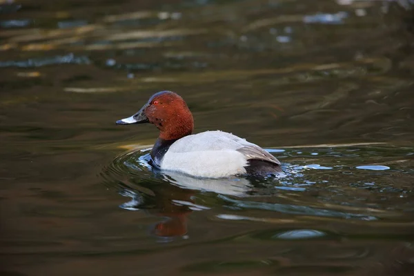 Pochard Común Aythya Ferina Japón — Foto de Stock